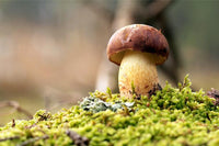 collections/Garryhinch_Wood_Exotic_Mushrooms.jpg