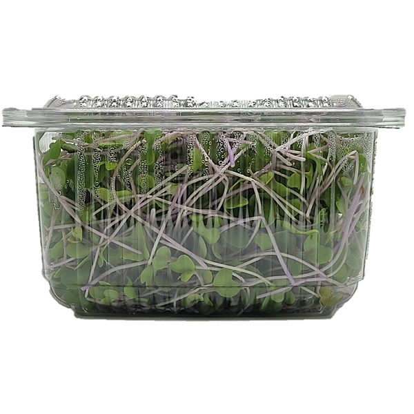 The Microgreen Queen Red Cabbage